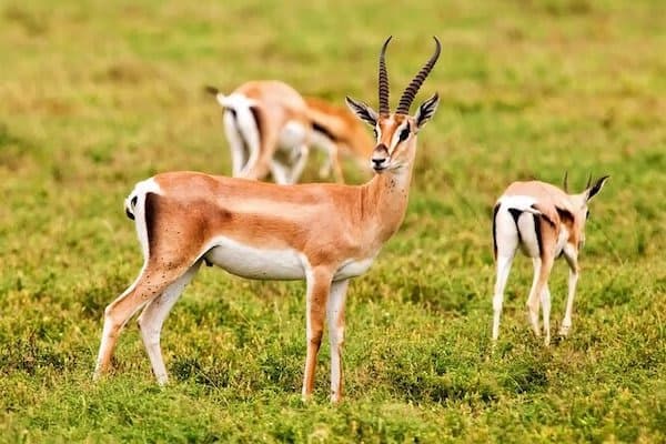 Souss Massa National Park & small desert tour from Agadir