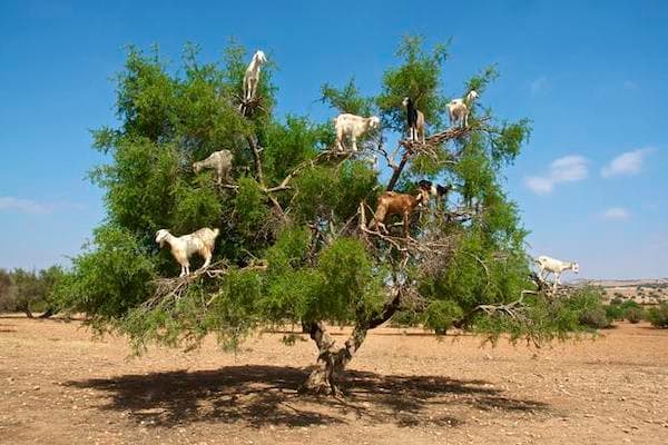 Goats on the tree tour from Agadir