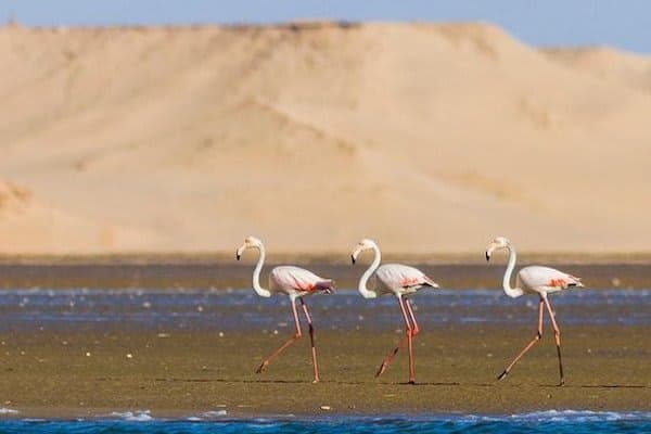 Birdwatching tour from Agadir and Taghazout