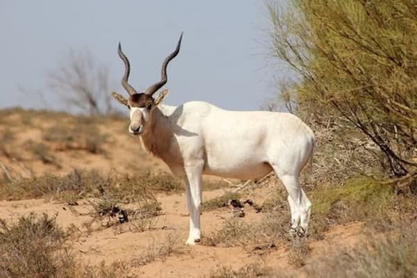 Sous Massa National Park & small desert tour from Agadir